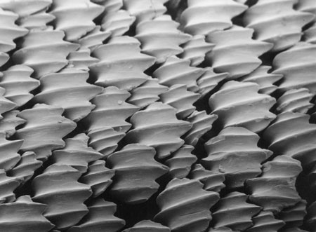 Scales of a lemon shark viewed through a scanning electron microscope