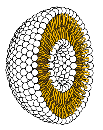 Cross-section through liposome