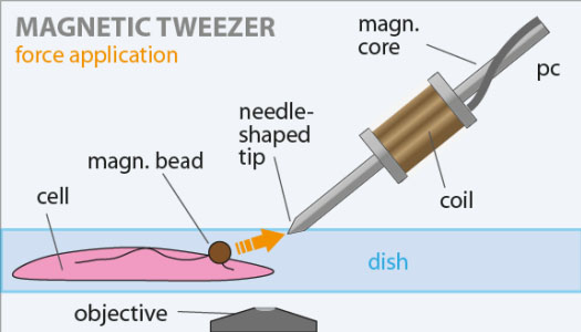 Schematic representation of a magnetic tweezers setup
