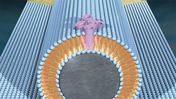 combining biological and electronic components to create this bio-nanocircuit consisting of protein molecules in lavender inserted into a lipid membrane surrounding a silicon wire only 30 nanometers in diameter in gray