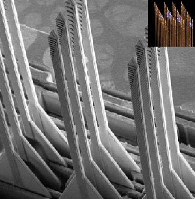 Scanning electron micrograph of a 3D brain-interfacing device consisting of 24 nanoelectrode probes, each containing arrays of active sites distributed along their length
