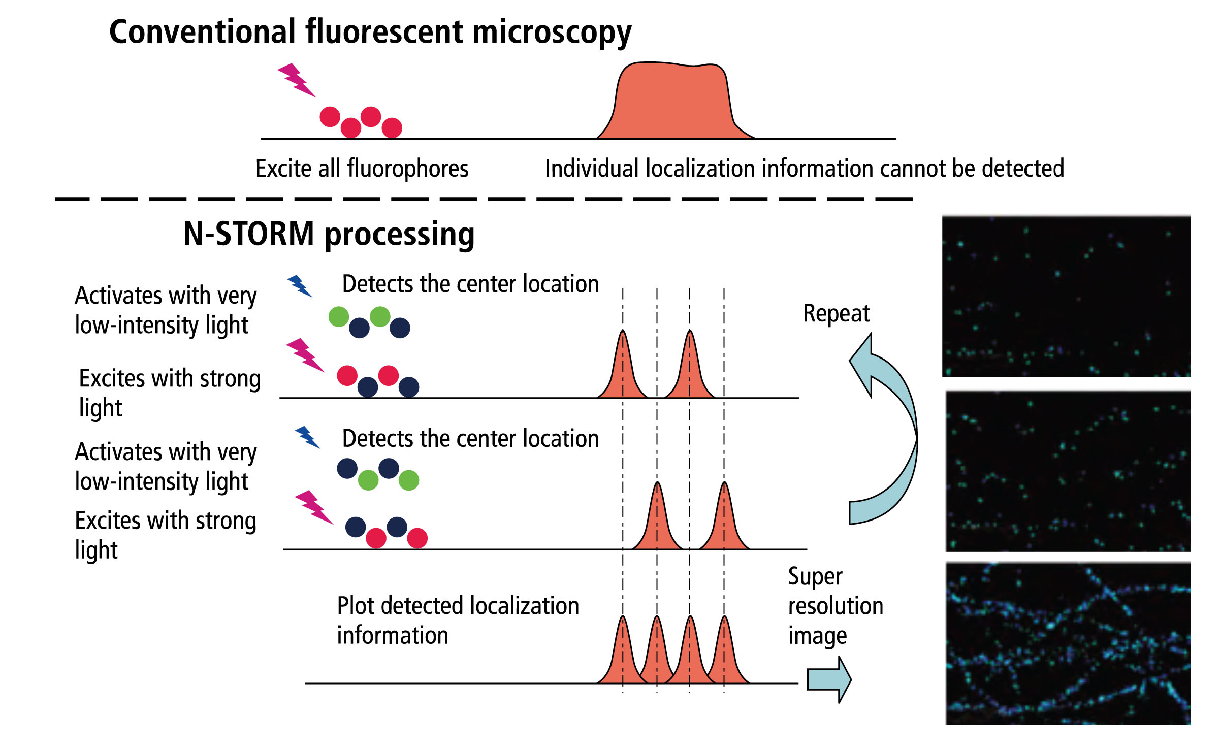 Comparing Microscopy Techniques: This image contrasts conventional fluorescent microscopy with STORM processing, highlighting how STORM achieves superior resolution by activating and precisely localizing individual fluorophores, leading to detailed super-resolution images.