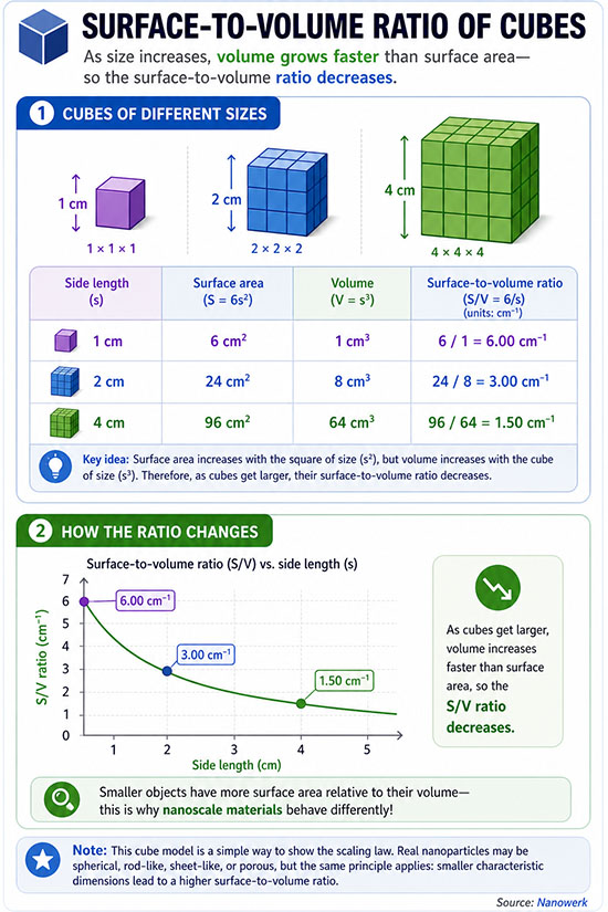 Infographic showing that cube surface-to-volume ratio decreases as side length increases from 1 cm to 4 cm.