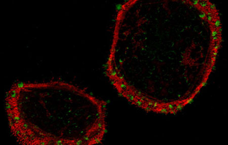 cells adhering to large nanopatterns