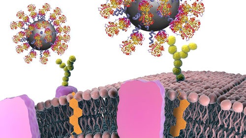 nanoparticles binding to cancer cells