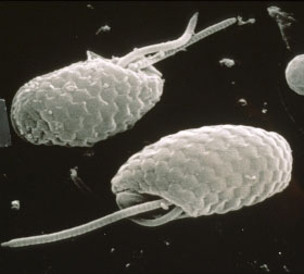 Scanning electron microscope image of cryptophytes