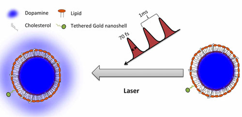 Diagram of liposome encapsulating dopamine that is tethered to a gold nanoparticle