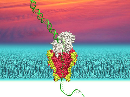nanopore