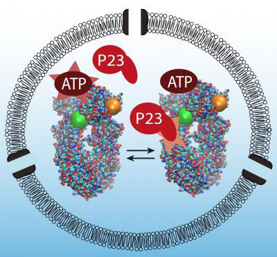 Interaction of Hsp90, P23 and ATP