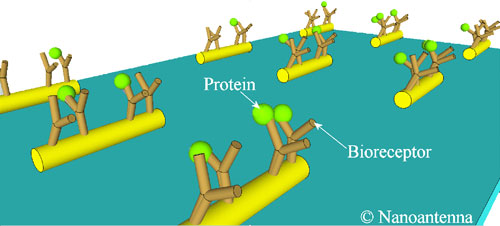 protein bioreceptor