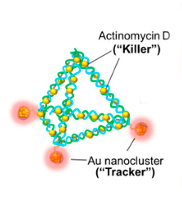 DNA pyramids, made with gold (Au) trackers and the germ-killer actinomycin D