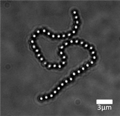 Chains of iron-rich polystyrene beads linked by nanoscale strands of DNA