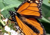butterfly
