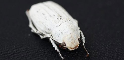 Cyphochilus beetle