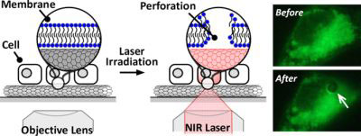 Cell membranes can be manipulated by irradiating a thin film of carbon nanotubes with near-infrared (NIR) laser