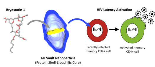 nanovaults deliver bryostatin 1 to cells