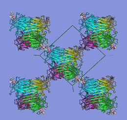 protein concanavalin A molecules
