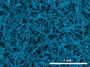 Scanning electron micrograph image of germanium nanowires