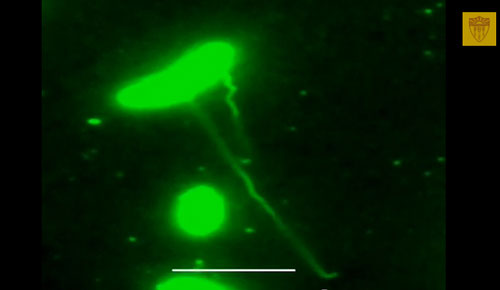 tendrils grown by Shewanella bacteria are built to conduct electricity like a wire