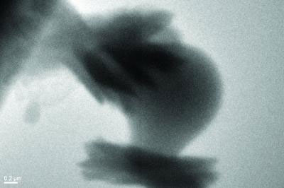 An aragonite crystal consumed a particle of amorphous calcium carbonate as it formed