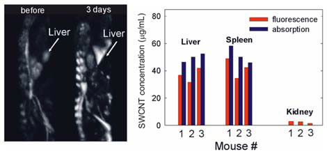 Observed changes in organ brightness in an optoacoustic mouse image can be correlated to quantitative changes in organ absorption coefficients