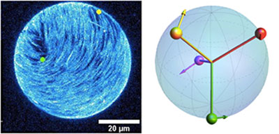 An experimental (i.e., synthetic) vesicle, left, and a theoretical vesicle