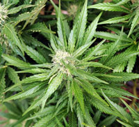 cannabis