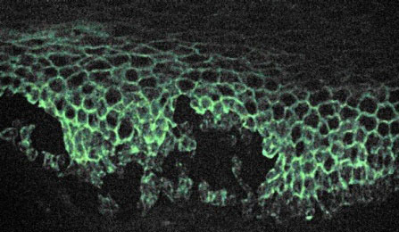 Fiber of pure carbon nanotubes