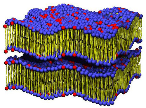 a stack of lipid membranes