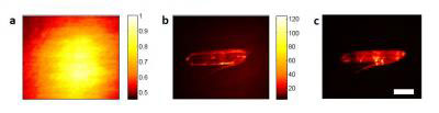 fluorescent target images
