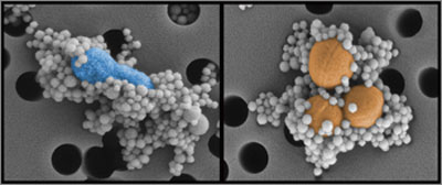 genetically engineered protein-coated magnetic beads binding to pathogens