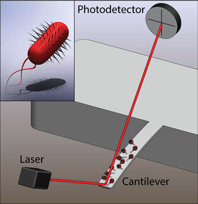 Illustration of a microcantilever sensor with E. coli bacteria attached