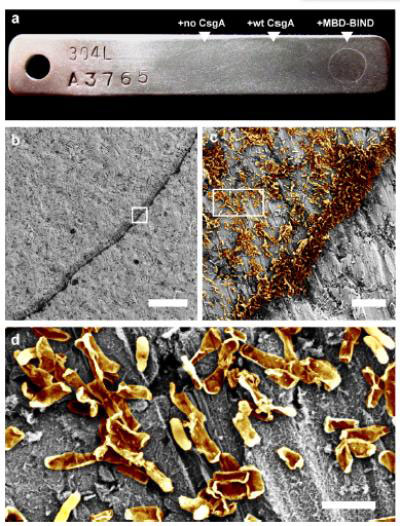 Steely Biofilms