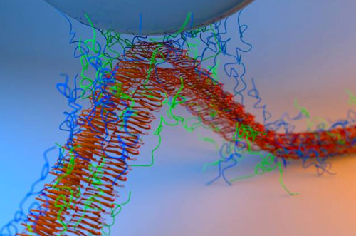 adhesion between the silica tip of an atomic force microscope and adhesive fibers
