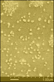 false-color image of spice-laden nanoparticles