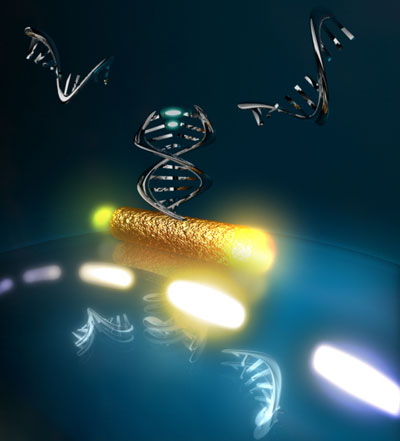 A glass microsphere and gold nanowire mounted on it amplify light so strongly that it is possible to detect single DNA fragments