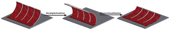 mimicking an asthmatic airway on their airway muscle-on-a-chip