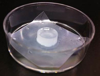 peptide nanofibrous hydrogel in a glass dish