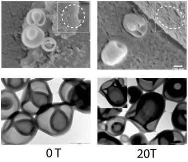 Electron microscope images of nanovesicles