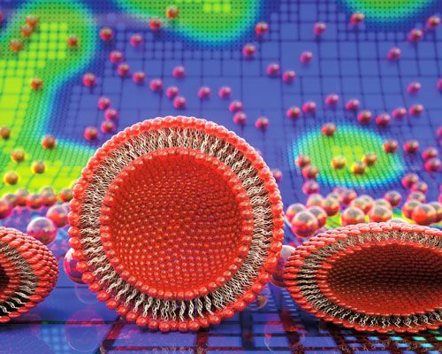 Model of vesicle adhesion