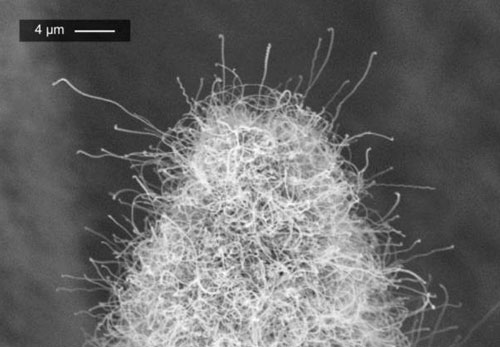 tip of an electrospray emitter covered by a forest of carbon nanotubes
