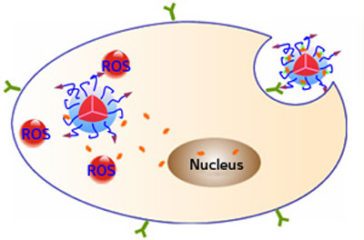 Surface peptides (purple arrows) allow fluorescent nanoparticles