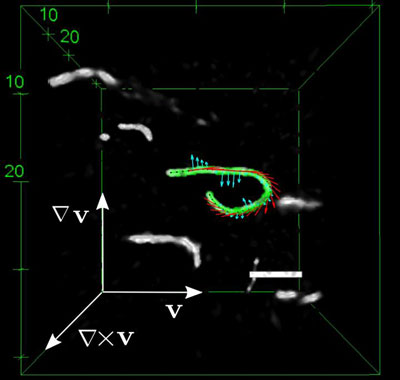 Fluorescently Labelled F-Actin Filaments