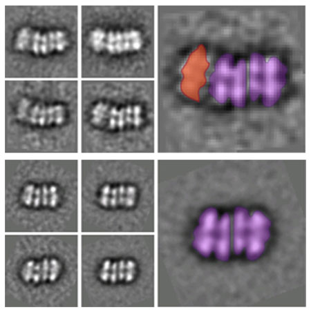 two intermediate helicase structures