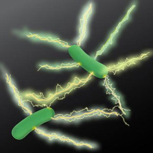 Geobacter Pili