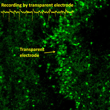 Calcium imaging of neurons in a rat hippocampal slice through transparent graphene electrode