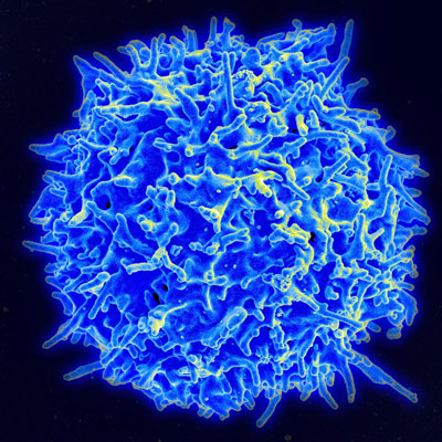 T cell