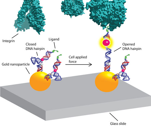 DNA-based tension probes