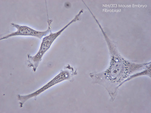integrin receptors on fibroblast cells
