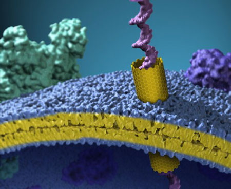 carbon nanotube nanopore